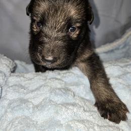 Shiloh Shepherd Puppies from Heritage Shilohs