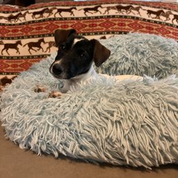 Chipmunk - Tri-color female Russell Terrier puppy in Great Falls, Montana from VS Golden Fields