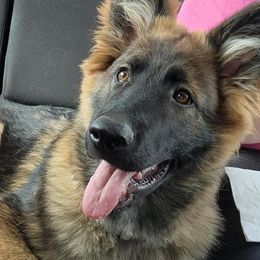 German Shepherds from Adorable German Shepherds