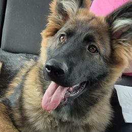 German Shepherds from Adorable German Shepherds