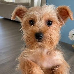 Daisy - Tan and white female Yorkshire Terrier puppy in Orlando, Florida from Everyonelovesyorkies