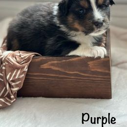 Australian Shepherd Puppies from Julia Rose Ranch