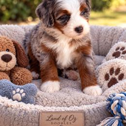 Gucci - Blue merle female Bernedoodle puppy in Saint Francis, Kansas from Land of Oz Doodles