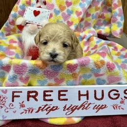 Simon - Apricot male Maltipoo puppy in Mabelvale, Arkansas from Durham's Designer Poos