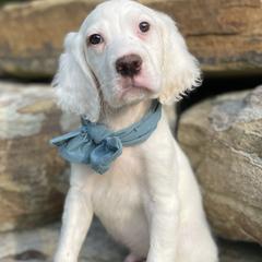 English Setters from StoneyBrook Setters