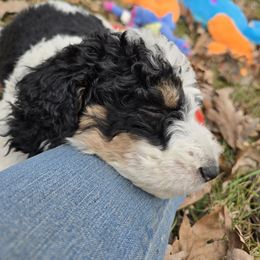 Lucy - Tri-color female Bernedoodle puppy in Neillsville, Wisconsin from Granton Creek