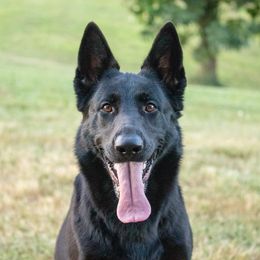 Audrey - German Shepherd