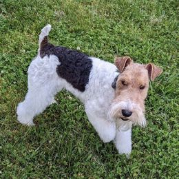 Wire Fox Terrier Puppies from What the Fox - Wire Fox Terrier