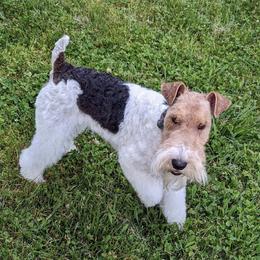Wire Fox Terrier Puppies from What the Fox - Wire Fox Terrier