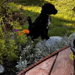 Labradoodle Puppies from Kelly’s Doodles