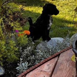 Labradoodle Puppies from Kelly’s Doodles