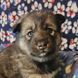 6 (yellow) - Black tan and white female Siberian Husky puppy in Dane, Wisconsin from Sunny Hurricane Siberians
