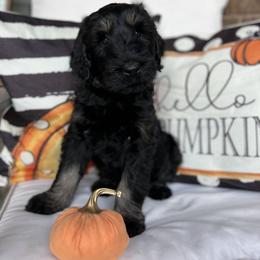 Giant Schnauzer and Miniature Schnauzer Puppies from Hillside Kennels