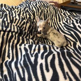 Speck - Blue merle male Chihuahua puppy in Beaumont, Texas from Anastasia’s Tiny Pupps