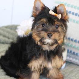Yorkshire Terrier Puppies from Puppykiss4u