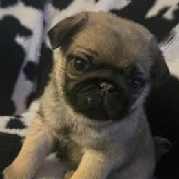 Noah - Fawn male Pug puppy in Chiefland, Florida from Tammy's Pug Pups