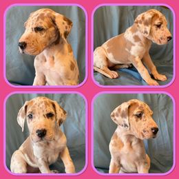 Girl 4 - Great Dane puppy in Mount Vernon, Illinois from Reagan’s Danes