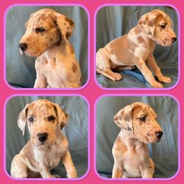 Girl 4 - Great Dane puppy in Mount Vernon, Illinois from Reagan’s Danes