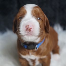 Versace - Red male Labradoodle puppy in Fontana, California from Glory Labradoodle’s