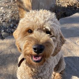 Ruca - Goldendoodle