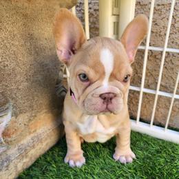 Izzy - Cream female French Bulldog puppy in Las Vegas, Nevada from Fabulousbulldogs LLC