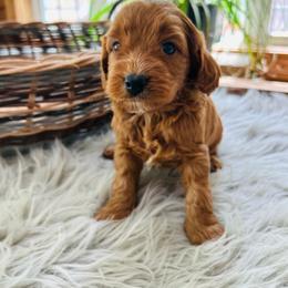 Duke - Red male Cavapoo puppy in Natural Bridge, Virginia from Rockbridge Puppies