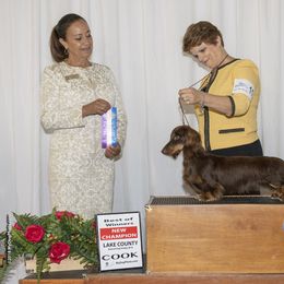 Dachshund All Grown Up from Debbie James' Dachshunds