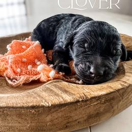 Clover - Phantom female Goldendoodle puppy in Mountain Home, Idaho from MightyDoods