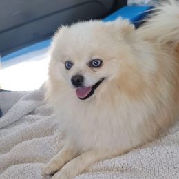 Casper - Pomeranian