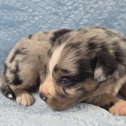 B-1 - Blue merle male Miniature Australian Shepherd puppy in Citra, Florida from Southpaw Herders LLC