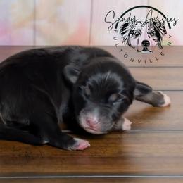 Sicily - Black tri-color female Australian Shepherd puppy in Fultonville, New York from Sandy Aussies & Pomeranians