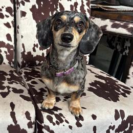 Ada - Dachshund