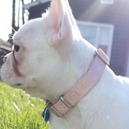 French Bulldogs, Poodles, and Yorkshire Terriers from Taste Of Flavor LLC