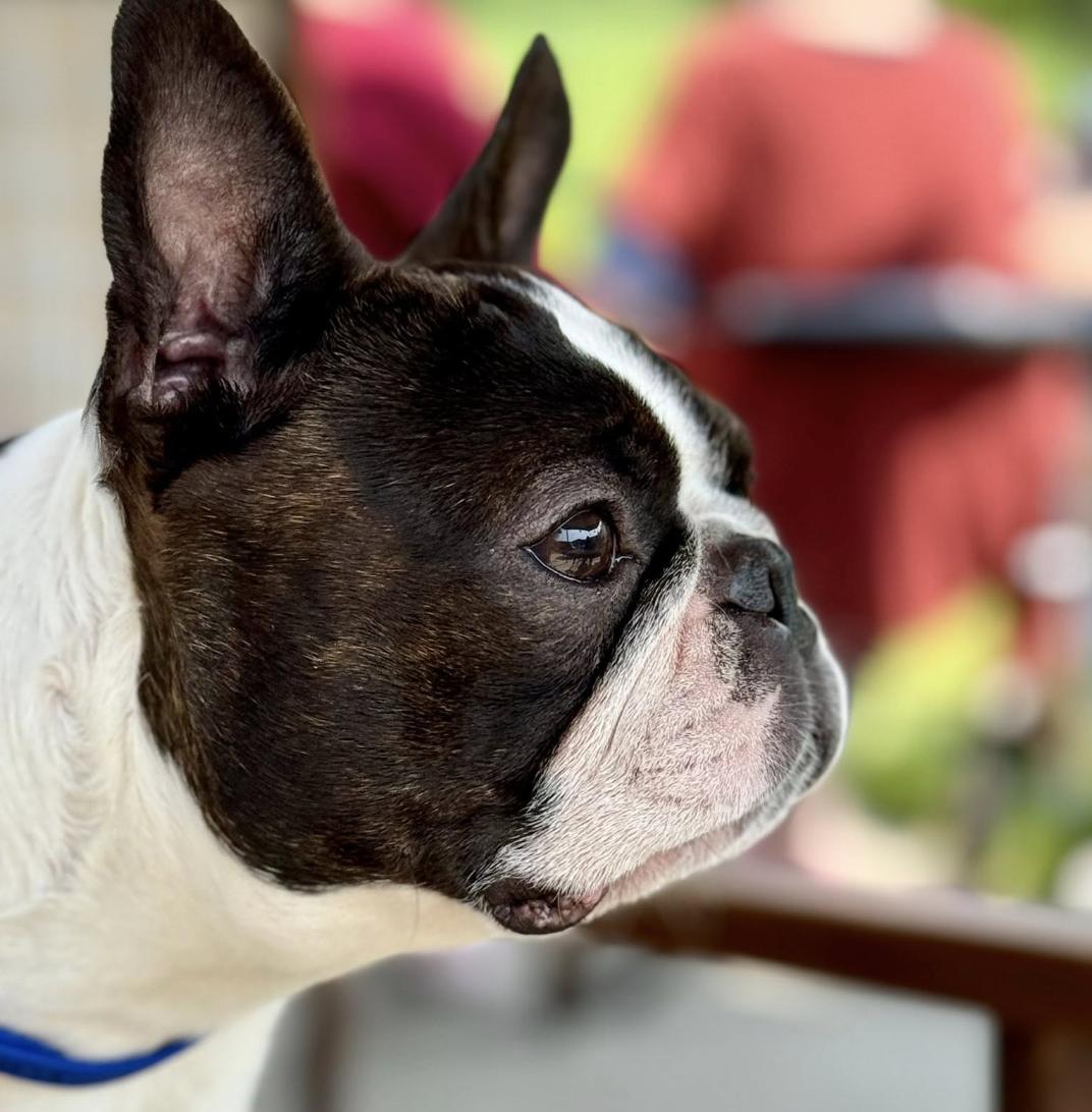 Nice Terriers Cornerstone Boston Terriers in New York | Boston Terrier puppies | Good Dog