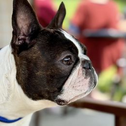 Boston Terriers from Cornerstone Boston Terriers