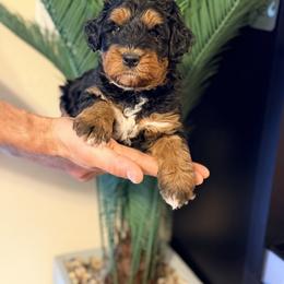 Travel - Teal - Phantom female Bernedoodle puppy in Charleston, South Carolina from Palm Belle Doodles
