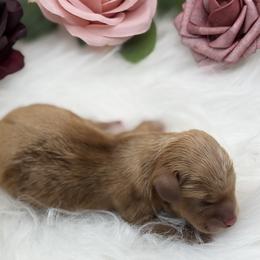 Dachshund Puppies from 208 Dox Dynasty