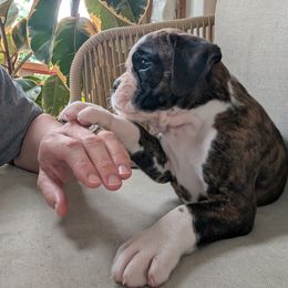 Thor - Brindle Boxer puppy in Wellington, Ohio from Brinkhaven Boxers