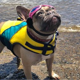 French Bulldogs from DKC Frenchies