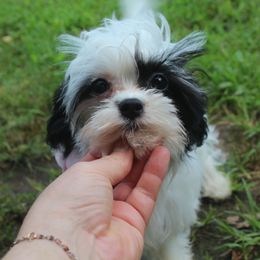 Mojito In Arkansas - Black and white female Cavapoo puppy in Arkansas from Brew House