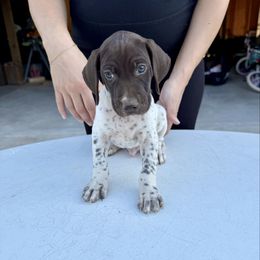Trigger - Liver and white male German Shorthaired Pointer puppy in Glennville, Georgia from Andre Family Farms & Kennels