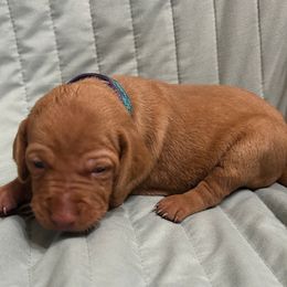 Diamond - Golden rust female Vizsla puppy in Sioux County, Iowa from Pheasant Poppers Vizslas