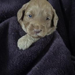 Jolly - Apricot female Goldendoodle puppy in Waynesboro, Virginia from Forest Creek Kennel