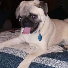 Pugs from Pearl River Pugs