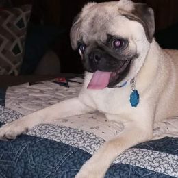 Pugs from Pearl River Pugs
