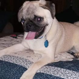 Pugs from Pearl River Pugs