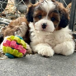 Boy 2 - Red male Aussiedoodle puppy in Hillsboro, Illinois from Perfect Paws Puppies