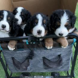 Aussiedoodle and Bernedoodle Puppies from Platinum Bernedoodles of Texas