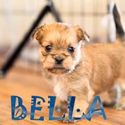 Shih Tzu and Shorkie Puppies from Nana's Happy Pups