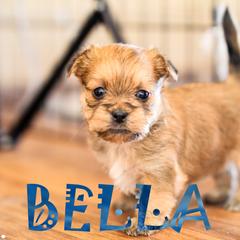 Shih Tzu and Shorkie Puppies from Nana's Happy Pups